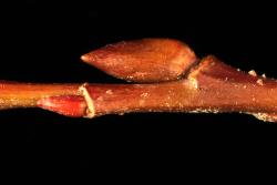 Salix gracilistyla. Inflorescence bud scale.
 Image: D. Glenny © Landcare Research 2020 CC BY 4.0